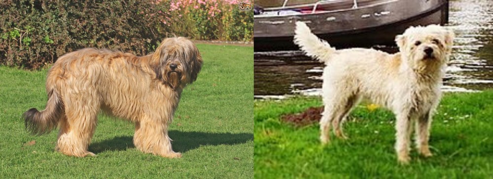 Dutch Smoushond vs Catalan Sheepdog - Breed Comparison