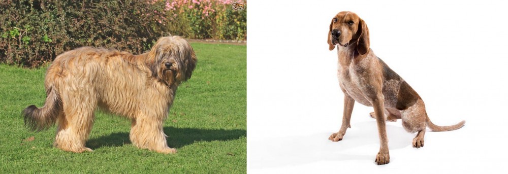 English Coonhound vs Catalan Sheepdog - Breed Comparison
