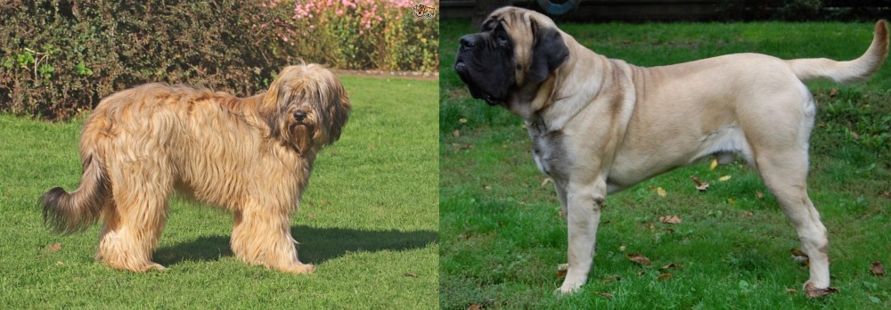 English Mastiff vs Catalan Sheepdog - Breed Comparison