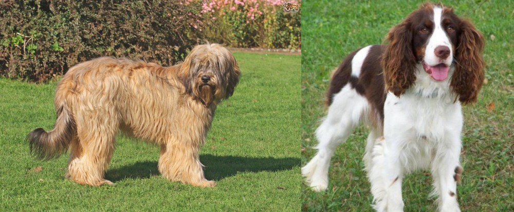 English Springer Spaniel vs Catalan Sheepdog - Breed Comparison