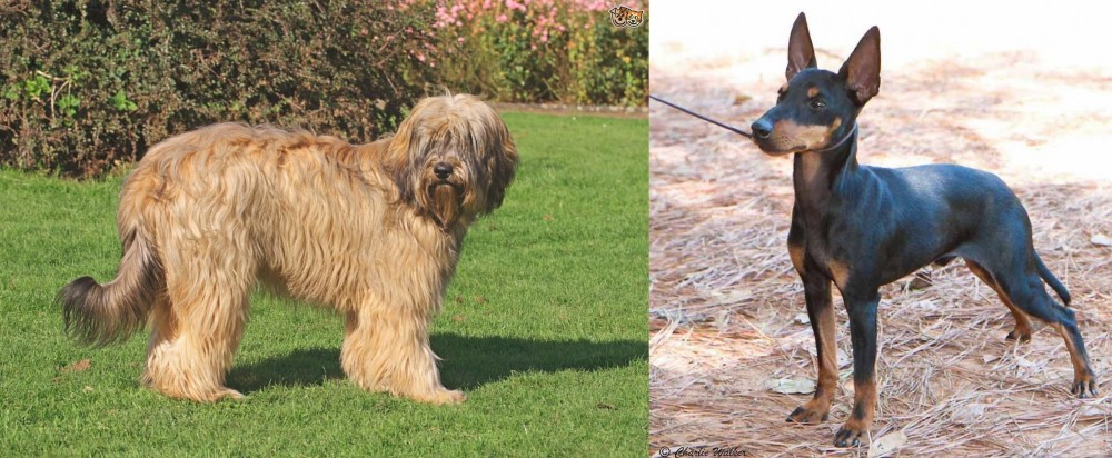 English Toy Terrier (Black & Tan) vs Catalan Sheepdog - Breed Comparison