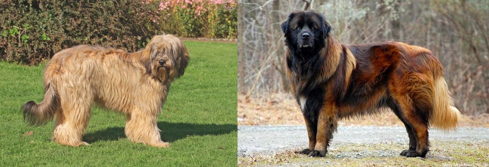 Estrela Mountain Dog vs Catalan Sheepdog - Breed Comparison