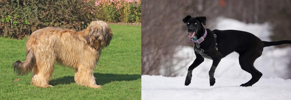 Eurohound vs Catalan Sheepdog - Breed Comparison