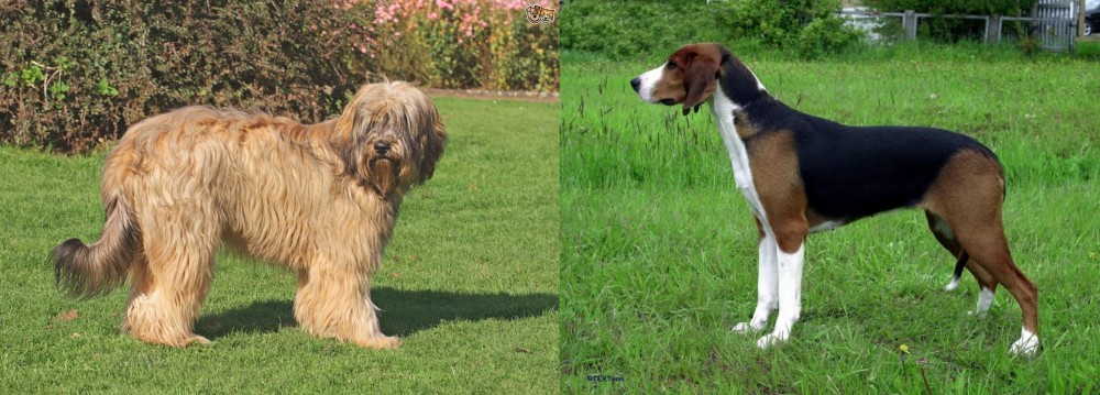 Finnish Hound vs Catalan Sheepdog - Breed Comparison