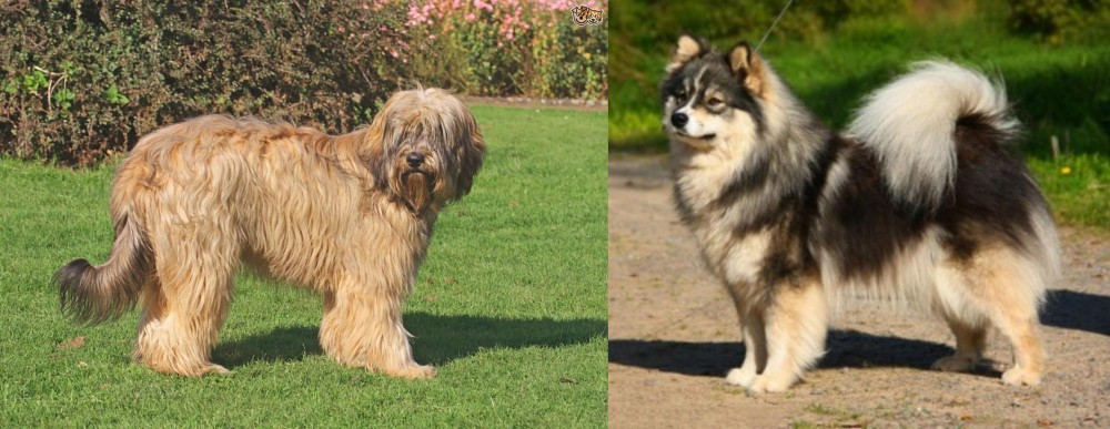 Finnish Lapphund vs Catalan Sheepdog - Breed Comparison