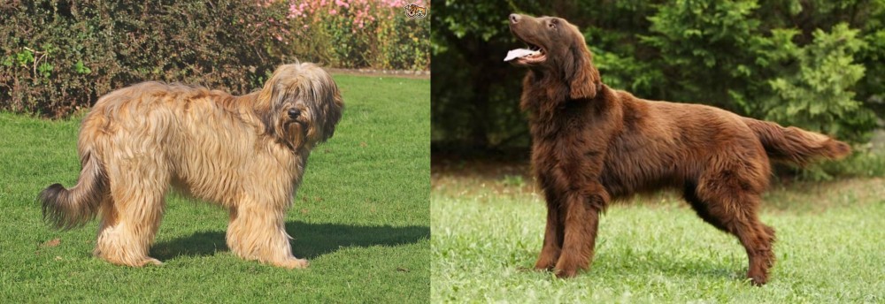 Flat-Coated Retriever vs Catalan Sheepdog - Breed Comparison