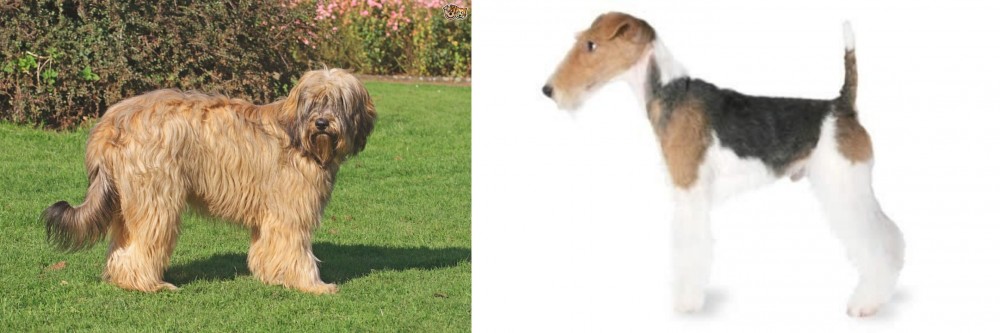 Fox Terrier vs Catalan Sheepdog - Breed Comparison