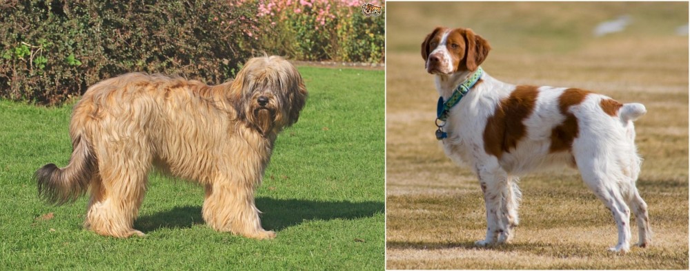 French Brittany vs Catalan Sheepdog - Breed Comparison