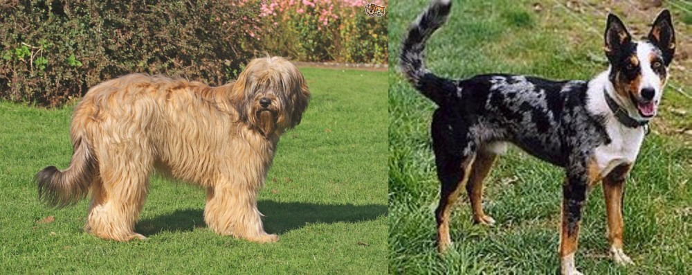 German Coolie vs Catalan Sheepdog - Breed Comparison
