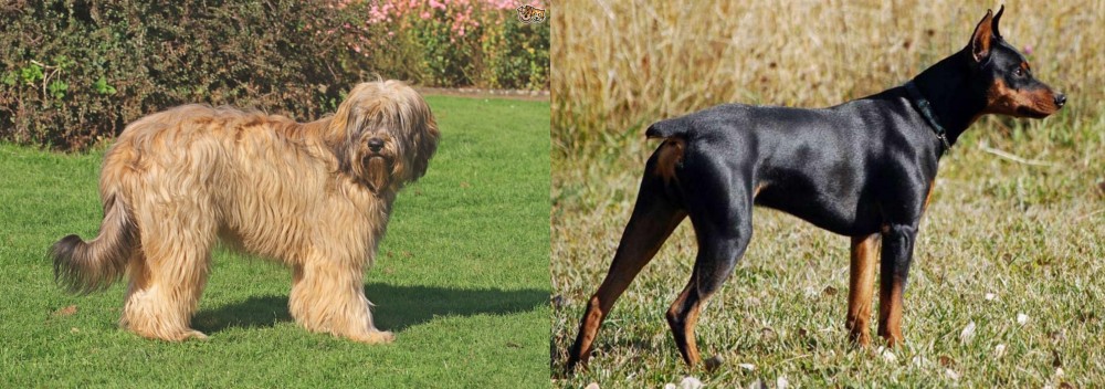 German Pinscher vs Catalan Sheepdog - Breed Comparison