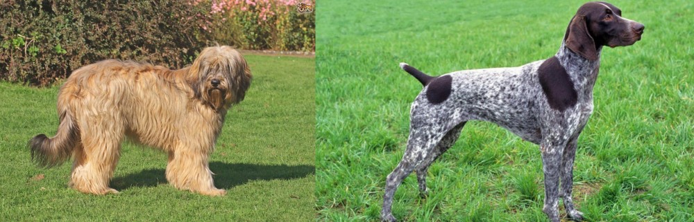 German Shorthaired Pointer vs Catalan Sheepdog - Breed Comparison