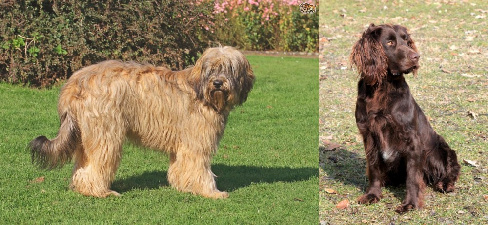German Spaniel vs Catalan Sheepdog - Breed Comparison