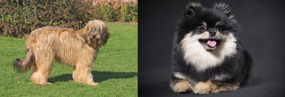 German Spitz (Klein) vs Catalan Sheepdog - Breed Comparison