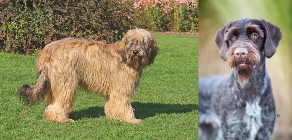 German Wirehaired Pointer vs Catalan Sheepdog - Breed Comparison