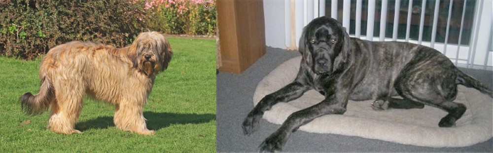 Giant Maso Mastiff vs Catalan Sheepdog - Breed Comparison