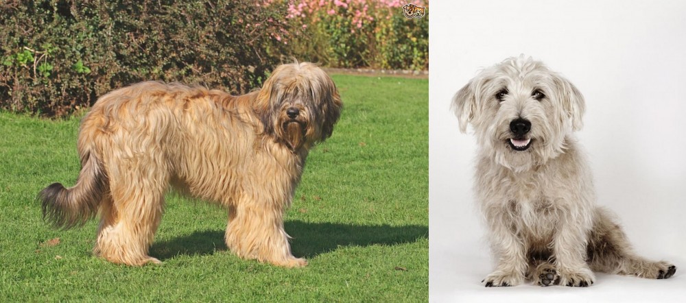 Glen of Imaal Terrier vs Catalan Sheepdog - Breed Comparison