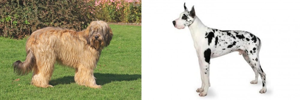 Great Dane vs Catalan Sheepdog - Breed Comparison