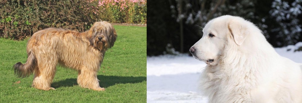 Great Pyrenees vs Catalan Sheepdog - Breed Comparison
