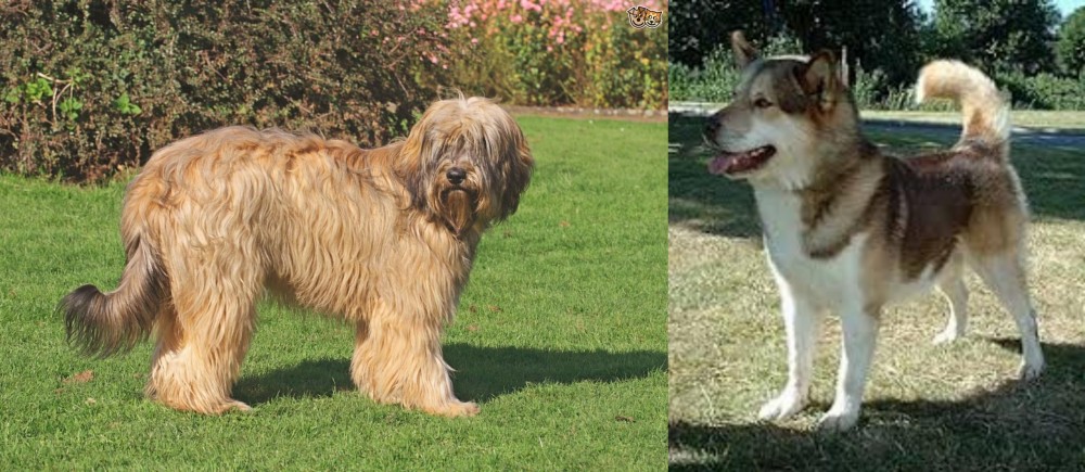 Greenland Dog vs Catalan Sheepdog - Breed Comparison