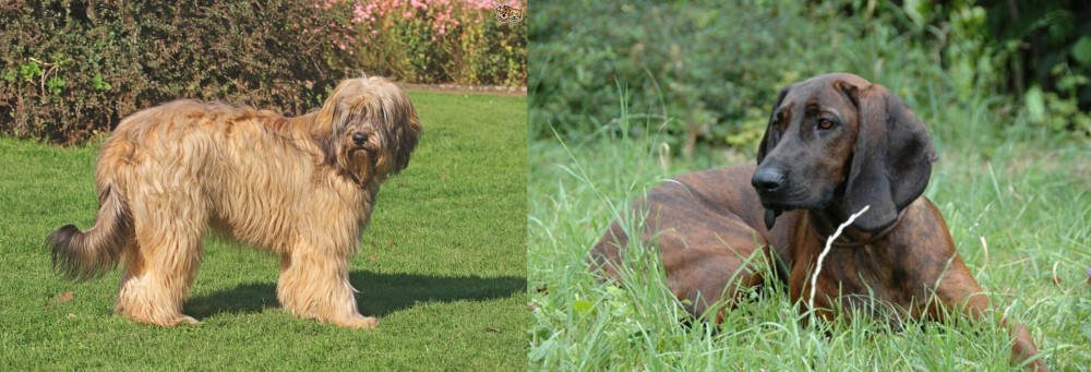 Hanover Hound vs Catalan Sheepdog - Breed Comparison