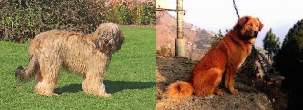Himalayan Sheepdog vs Catalan Sheepdog - Breed Comparison