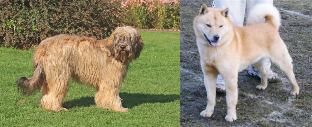 Hokkaido vs Catalan Sheepdog - Breed Comparison