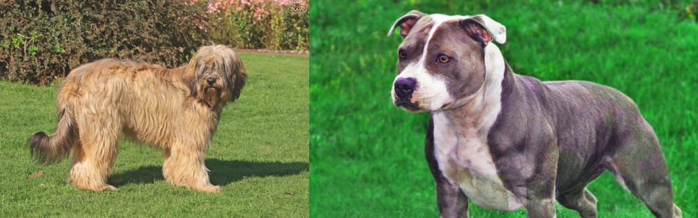 Irish Staffordshire Bull Terrier vs Catalan Sheepdog - Breed Comparison