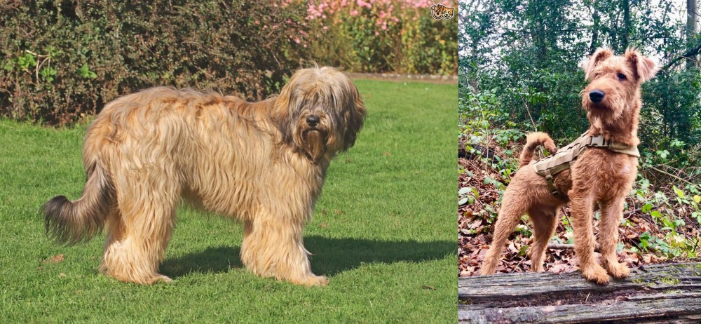 Irish Terrier vs Catalan Sheepdog - Breed Comparison