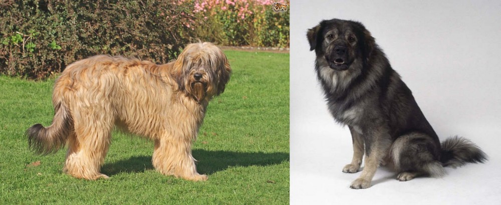 Istrian Sheepdog vs Catalan Sheepdog - Breed Comparison
