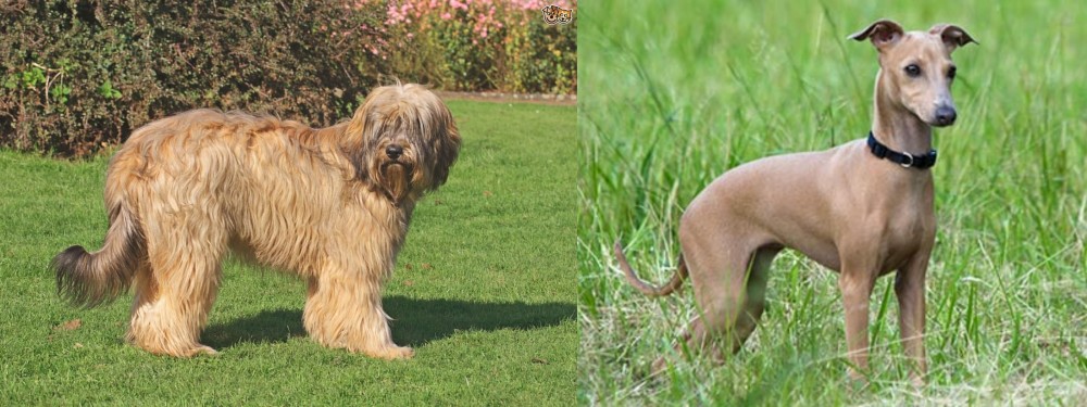 Italian Greyhound vs Catalan Sheepdog - Breed Comparison