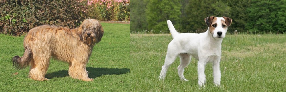 Jack Russell Terrier vs Catalan Sheepdog - Breed Comparison