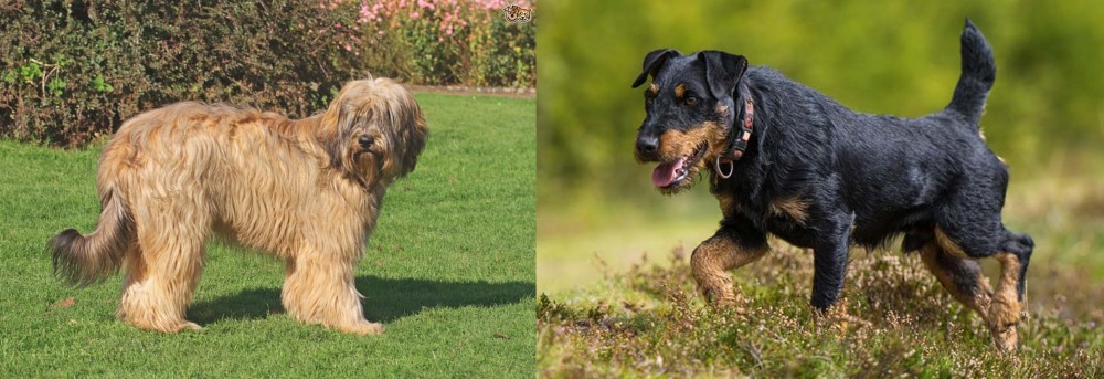 Jagdterrier vs Catalan Sheepdog - Breed Comparison