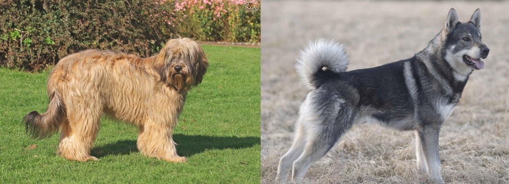 Jamthund vs Catalan Sheepdog - Breed Comparison