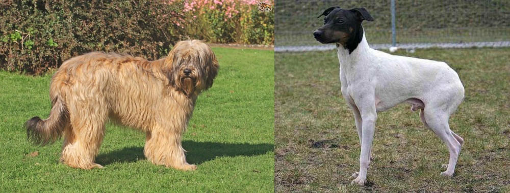Japanese Terrier vs Catalan Sheepdog - Breed Comparison
