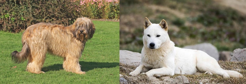 Jindo vs Catalan Sheepdog - Breed Comparison