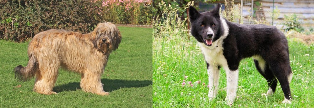 Karelian Bear Dog vs Catalan Sheepdog - Breed Comparison