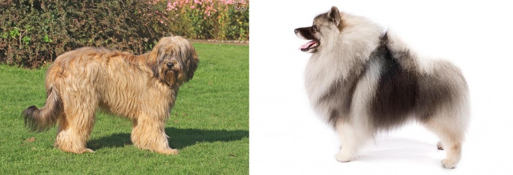 Keeshond vs Catalan Sheepdog - Breed Comparison