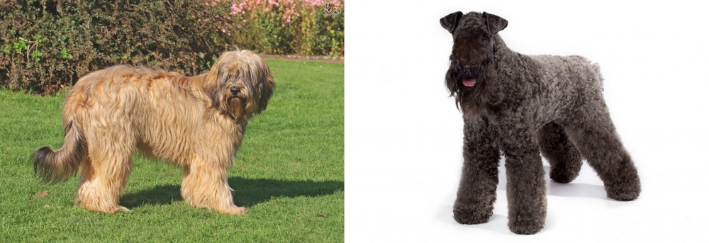 Kerry Blue Terrier vs Catalan Sheepdog - Breed Comparison