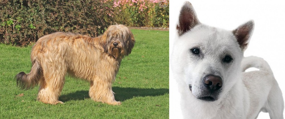 Kishu vs Catalan Sheepdog - Breed Comparison