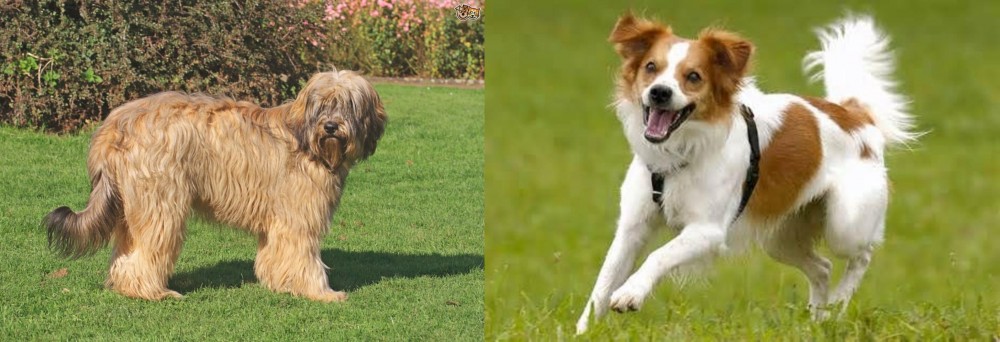 Kromfohrlander vs Catalan Sheepdog - Breed Comparison