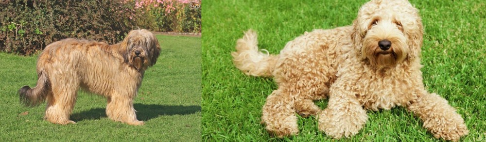 Labradoodle vs Catalan Sheepdog - Breed Comparison