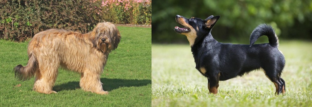 Lancashire Heeler vs Catalan Sheepdog - Breed Comparison