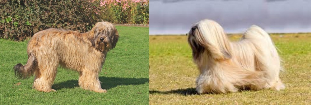 Lhasa Apso vs Catalan Sheepdog - Breed Comparison
