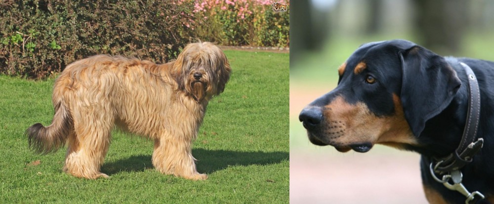 Lithuanian Hound vs Catalan Sheepdog - Breed Comparison