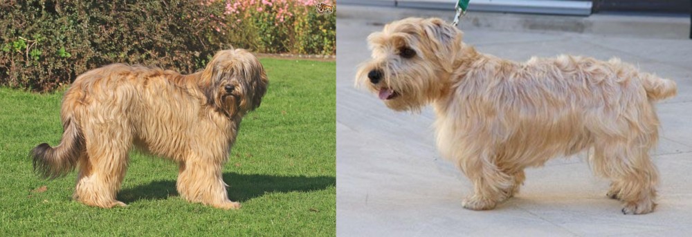 Lucas Terrier vs Catalan Sheepdog - Breed Comparison
