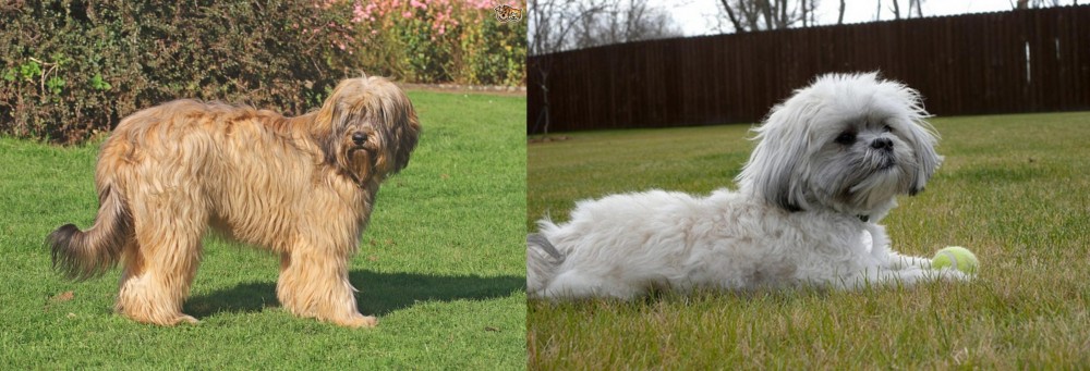Mal-Shi vs Catalan Sheepdog - Breed Comparison