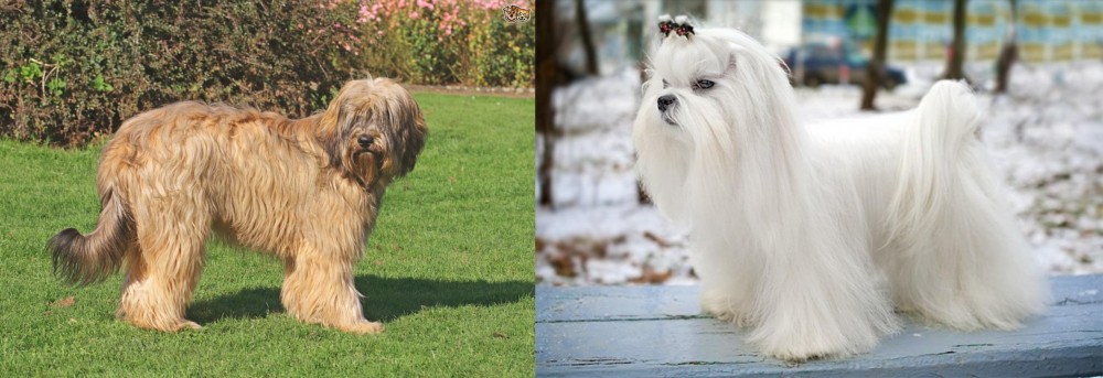 Maltese vs Catalan Sheepdog - Breed Comparison