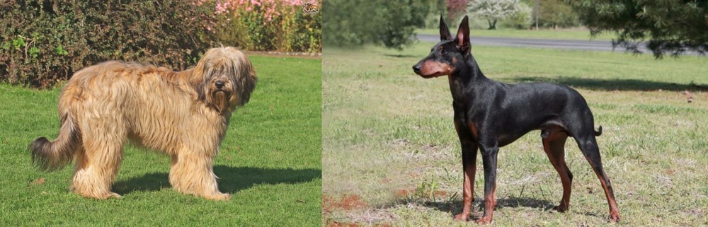 Manchester Terrier vs Catalan Sheepdog - Breed Comparison