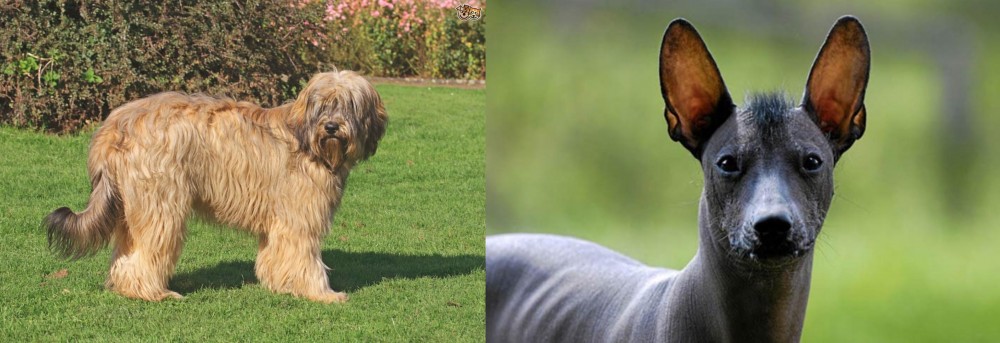 Mexican Hairless vs Catalan Sheepdog - Breed Comparison