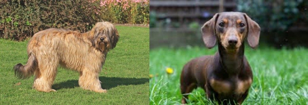 Miniature Dachshund vs Catalan Sheepdog - Breed Comparison